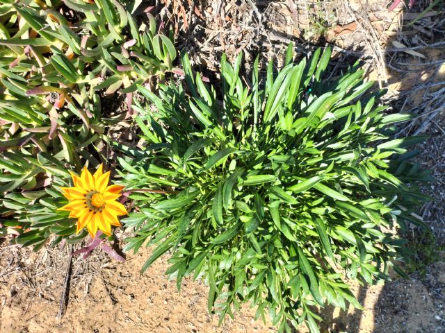 Quale specie di Gazania?